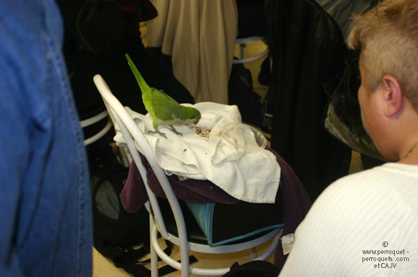 Teaching on parrots - 2009-2010