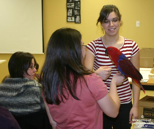Teaching on parrots - 2009-2010