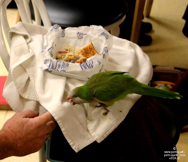 Teaching on parrots - 2009-2010
