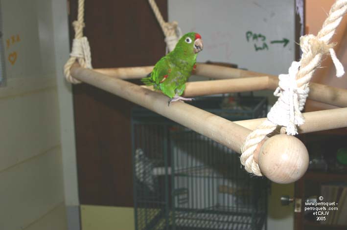 Parrots prefer wood among most of the materials available to make toys for them.