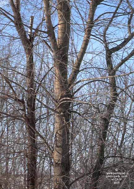 Beware of trees contaminated by chemicals.