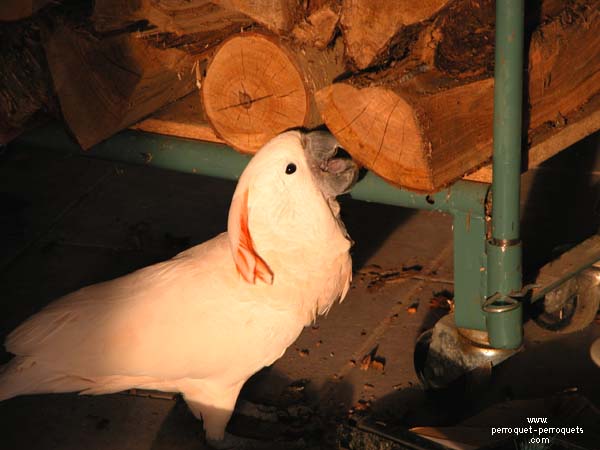 Fireplace logs are at risk for parrots living in our homes.