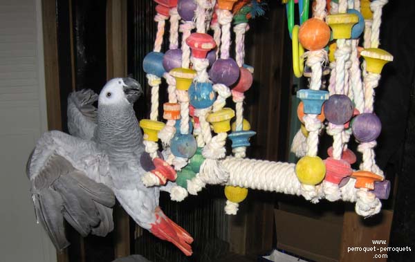 Parrots needs a lot of toys to prevent boredom.