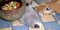 Breaking the monotony for your parrot