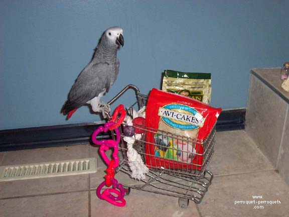 Parrot anf food.