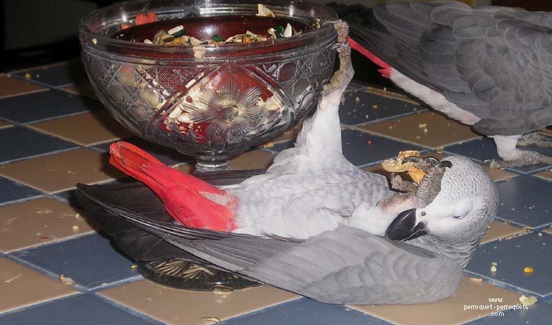 Parrot playing with seeds.