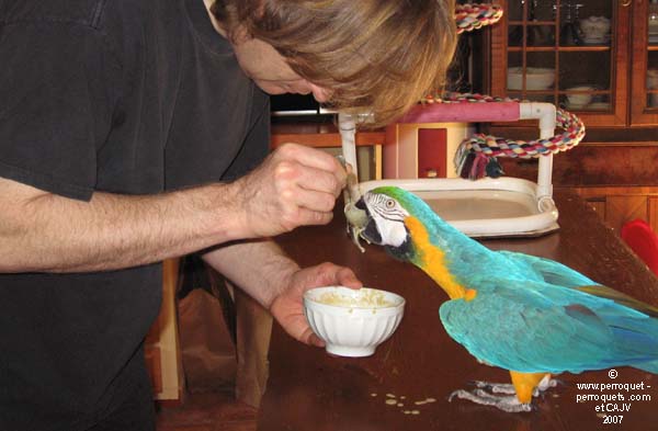 Ara spoon fed.