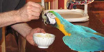 The feeding of a parrot