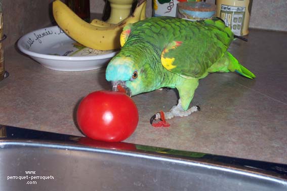 Amazone eating a tomato.