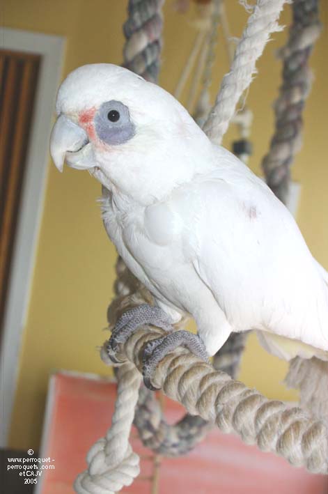 Bare eye cockatoo