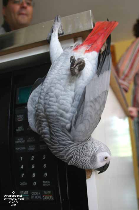 Grey of Gabon showing off