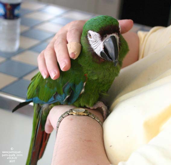 Severe macaw now enjoying being petted.