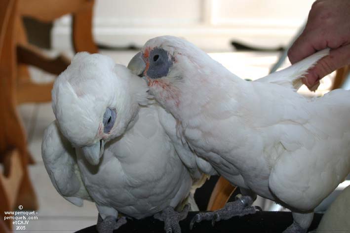Bare eye cockatoos once again accept human contact.