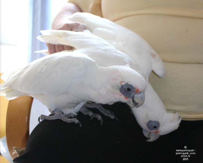 Exercice-games are an excellent form of interaction with parrots.