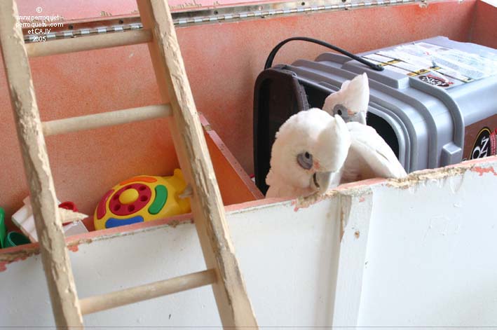 Bare eye cockatoo and its toys.