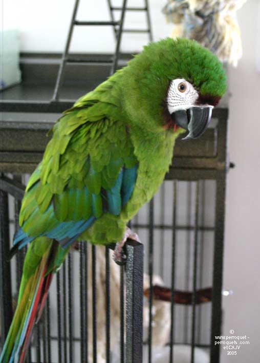 Severe macaw