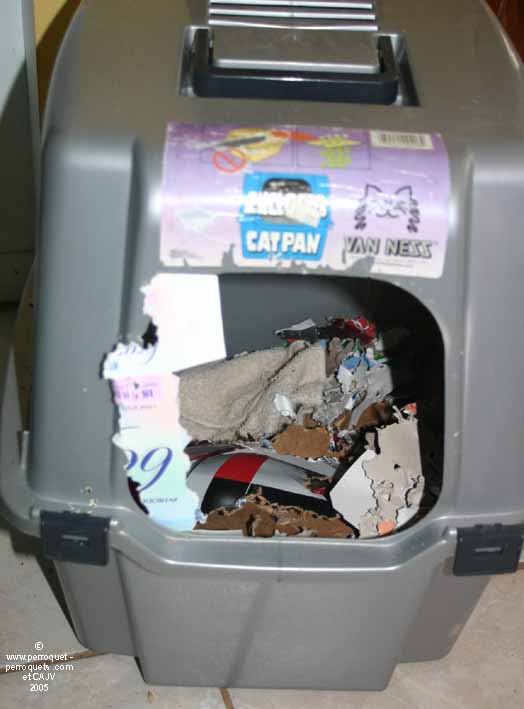 Severe macaw's toys box