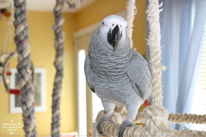 Gabon's Grey parrot in the height...