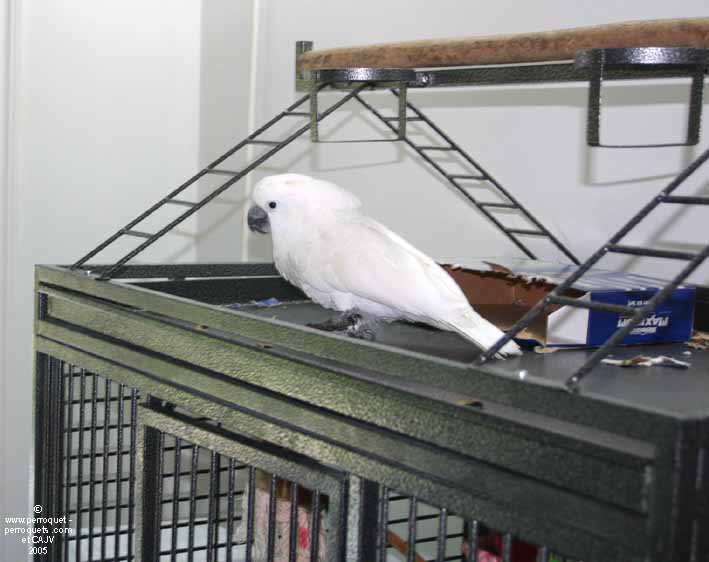 Umbrella cockatoo and its territory