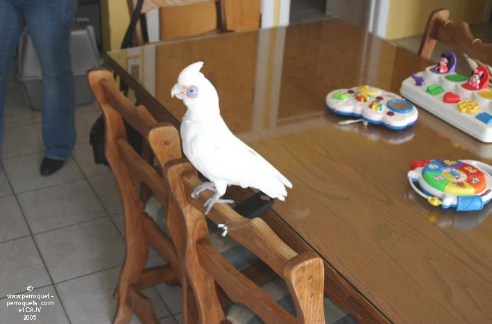 Bare eye cockatoo and its territory.