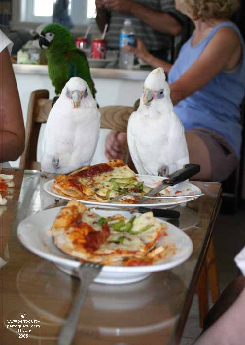 Parrots and pizza= nice treat
