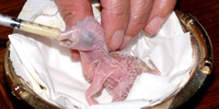 Hand fed