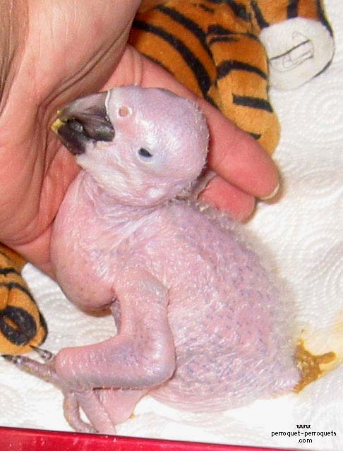 Hand fed babies.