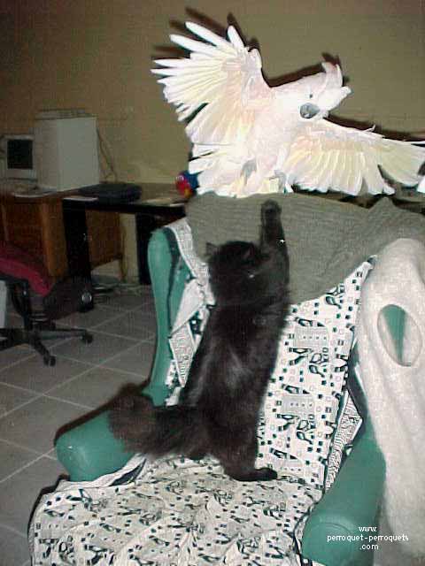 Cockatoo fleeing from a cat.