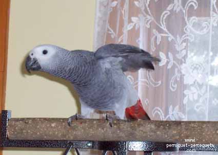 Clipped wings prevent this African Grey from flying out.