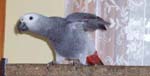 The fleeing parrot