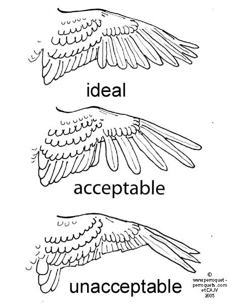 Wing clipping schematic.
