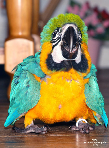 www.parrot-parrots.com