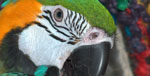 The important stages, key milestones, in the life of a parrot.