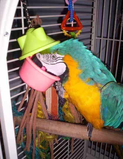 Even described as "domestic", the parrot remains a wild animal.