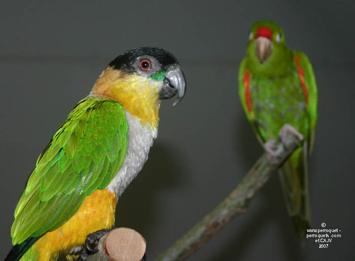 Owners often associate their parrot pet with beavioural problem notion.