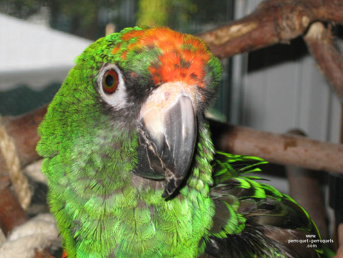 The acquisited are personnal to every parrot and result a much from its personnality than the effects of 
				its environment.