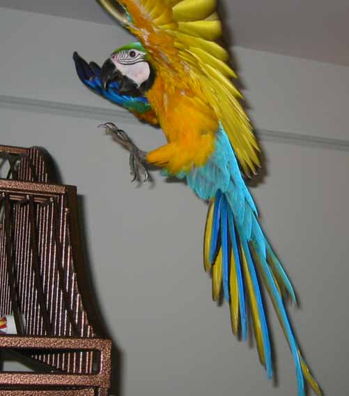 Innate results from endogenous situations.