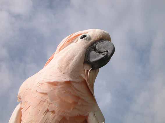 Parrot, though very adaptable is not entirely programmable. 
				You have to take its nature and its needs into account.