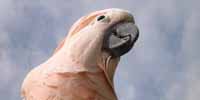 Cockatoo.