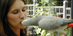 Parrot.