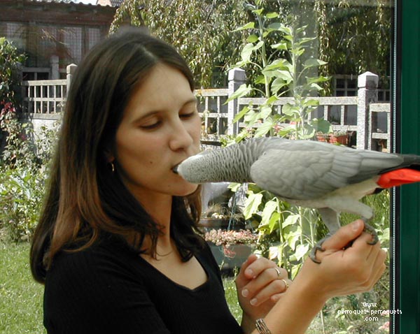 Taming a frightened or wild parrot is often easier during hormonal periods.