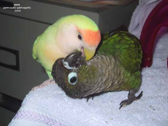Parrots choose by themselves their life's companion.