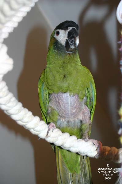 Feather pluccking in parrot.