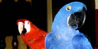 About parrots psychology