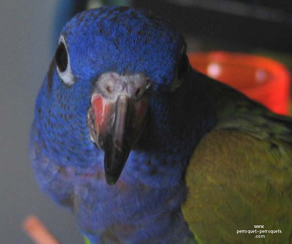 Pionus.