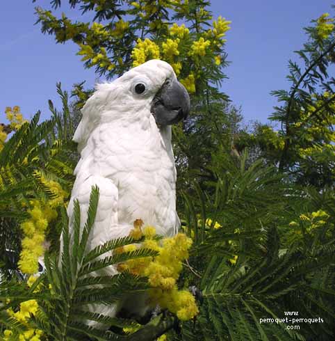 Cockatoo in nature.