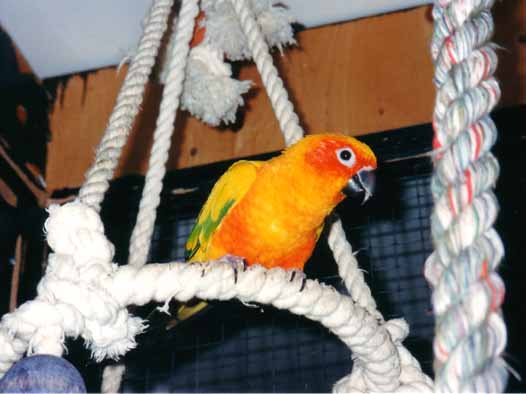 A parrot that screams, shouts and have lot of voice, the sun conure!