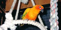 The autonomous parrot