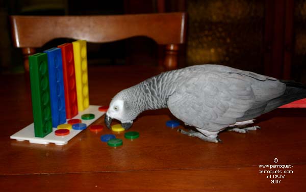 Autonomous African grey playing with a color toy.