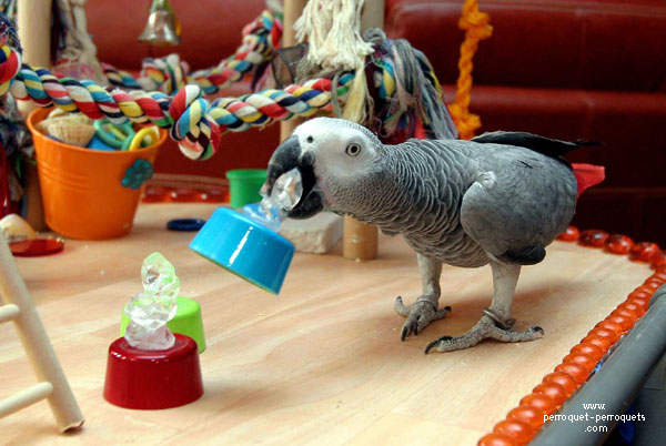 Parrot learning to occupy itself through its own activities.
